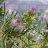 Ordesa NP